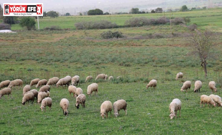 Aydın Valiliği Kurban Hizmetleri Komisyonu toplandı
