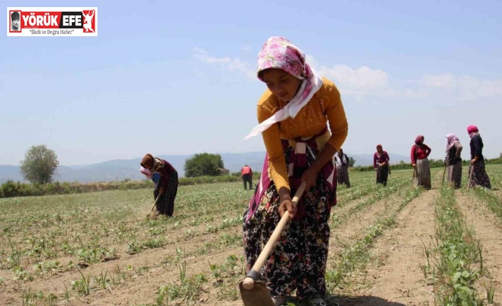 Aydın’da pamuk çapalama yevmiyeleri belirlendi