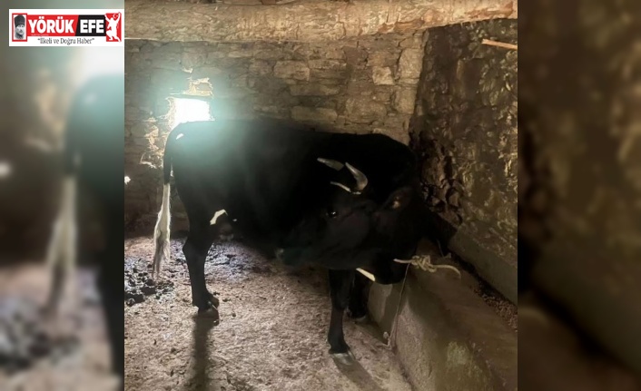 Çaldığı hayvanı kendisinin gibi satmak istedi, jandarmanın dikkatinden kaçamadı