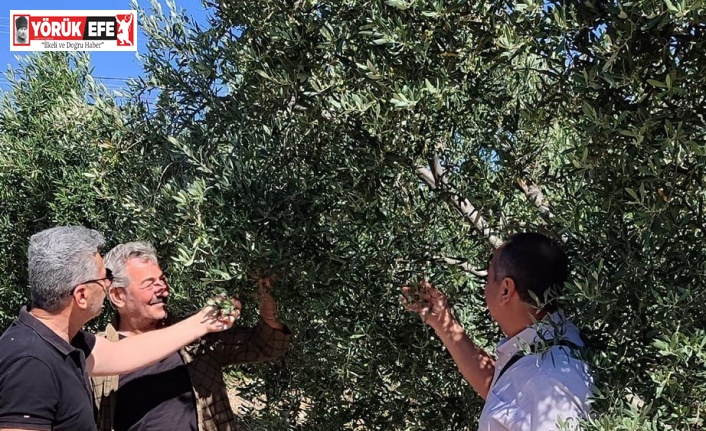 Didim’de zeytin bahçelerinin röntgeni çekildi