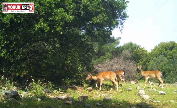 Dilek Yarımadası Milli Parkı’na bırakılan alageyiklerin sayısı 74’e ulaştı