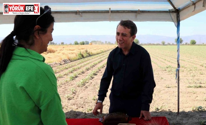 Efeler’de karakılçık buğdayının ilk hasadı gerçekleştirildi