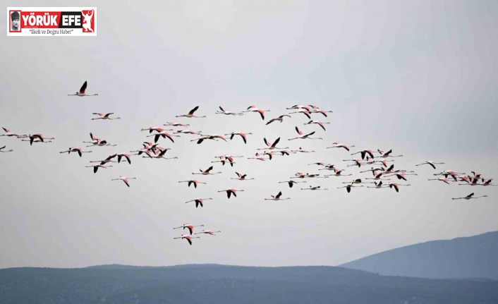 Flamingolardan görsel şölen