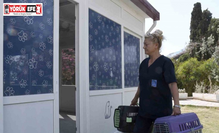 Kedi Kısırlaştırma Merkezi’ne hayvanseverlerin ilgisi her geçen gün artıyor