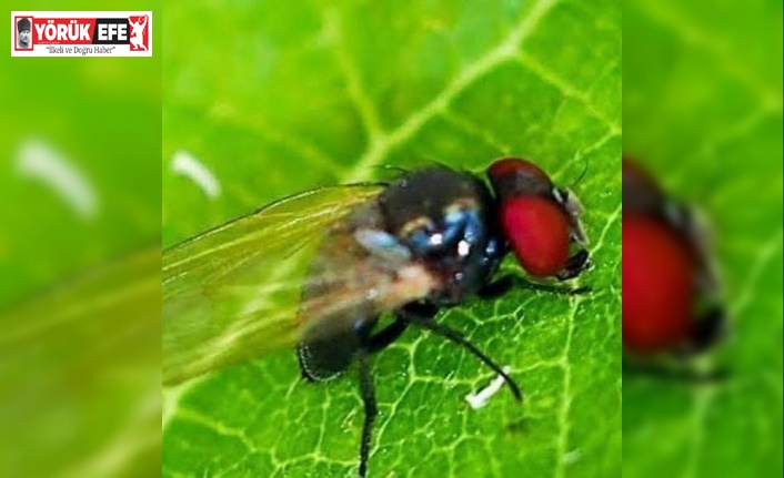 Nazilli’de incir üreticilerine önemli uyarı