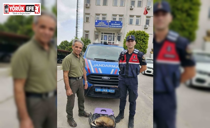Yaralı porsuğu jandarma ekipleri kurtardı