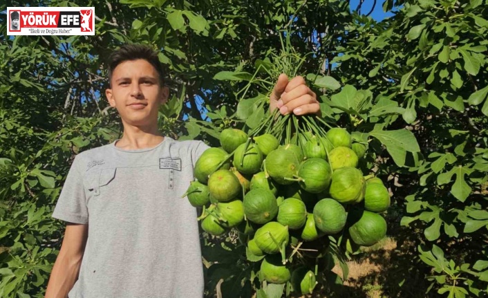 Aydın incirinde ’ilekleme’ aralıksız sürüyor