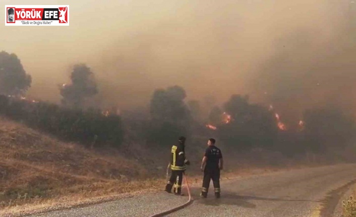 Aydın’da orman yangını
