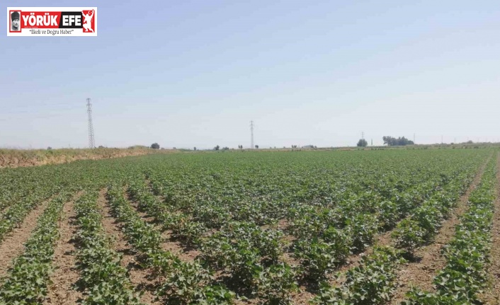 Aydın’ın ‘beyaz altın’ı gözetim altında