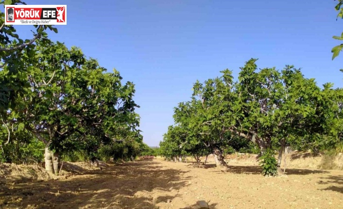 Buharkent, incir sezonuna hazırlanıyor