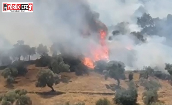 Çine’de zeytinlik alanda yangın çıktı
