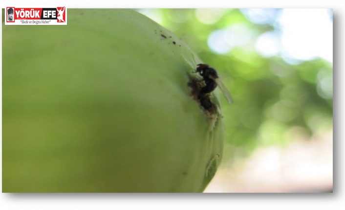 İncir üreticileri ’siyah sineğe’ karşı uyarıldı