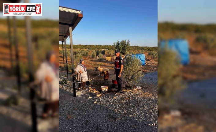 Kaybolan hayvanları jandarma buldu