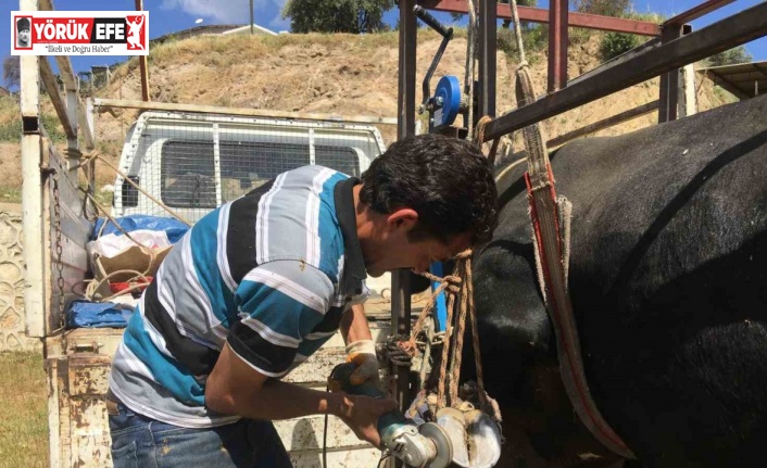Mahalle mahalle gezip tırnak bakımı yapıyor