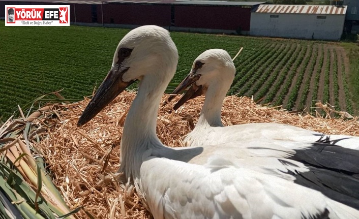 Öksüz yavru leylekler uçma çalışmalarına başladı