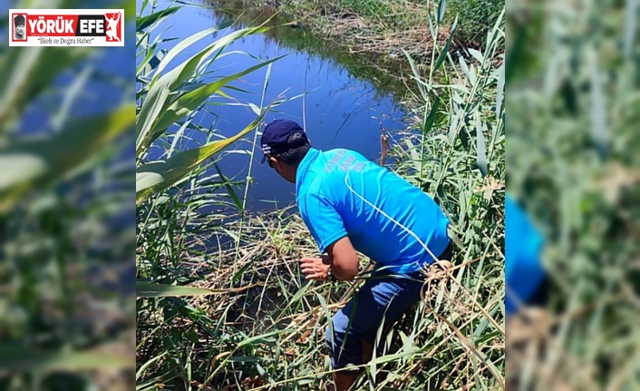 Söke’de balık ölümleri inceleme altında