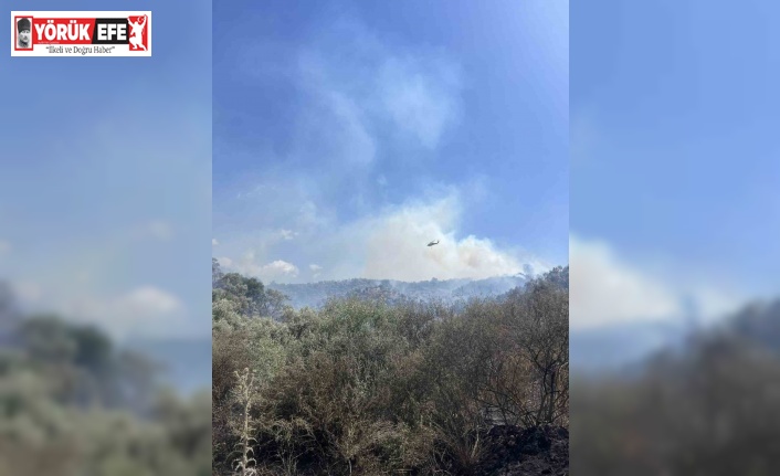 Söke’de çıkan yangında 120 dönüm zeytinlik yandı