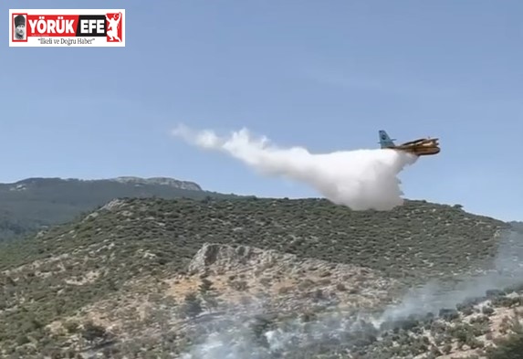 Söke’de zeytinlik alandaki yangın söndürüldü