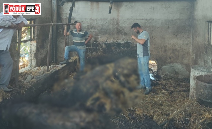 Ahır yangınında 5 büyükbaş hayvan telef oldu