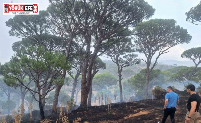 Kaymakam Gökçe, yangın ve taşkın bölgelerinde incelemelerde bulundu