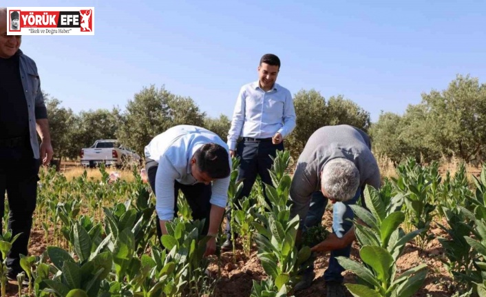 Kaymakam Gündoğdu ve Cumhuriyet Savcısı Tan tütün hasadına katıldı