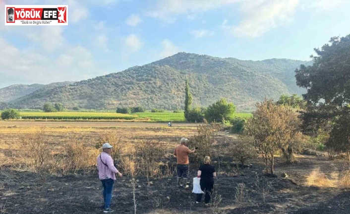 Söke’de yangından etkilenen 500 dekarlık zeytinlik alanında hasar tespiti yapıldı