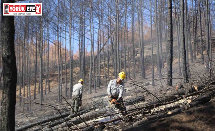 Bozdoğan’da yanan ormanlık alanda incelemelerde bulunuldu