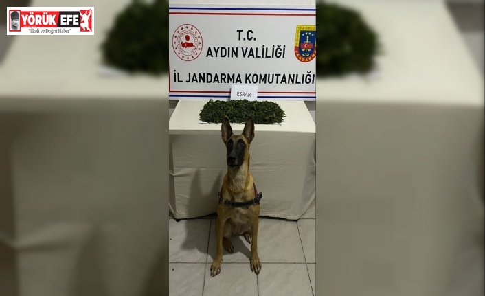 Aydın jandarmasından uyuşturucu operasyonu: 1 gözaltı