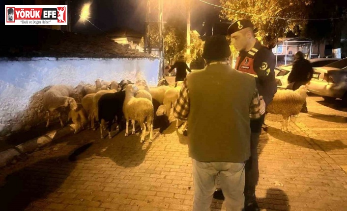 Kayıp koyunları jandarma dere yatağında buldu