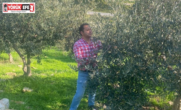 Zeytin bahçelerinde zararlı kontrolü yapıldı