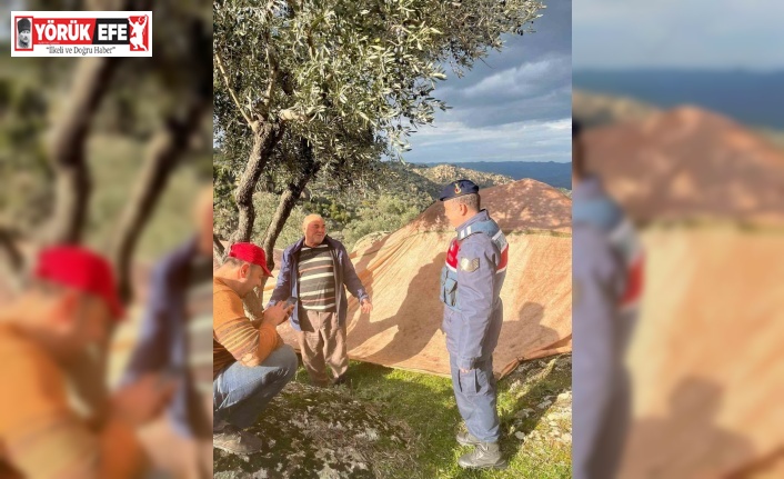 Zeytin hırsızlığına dikkat çekildi