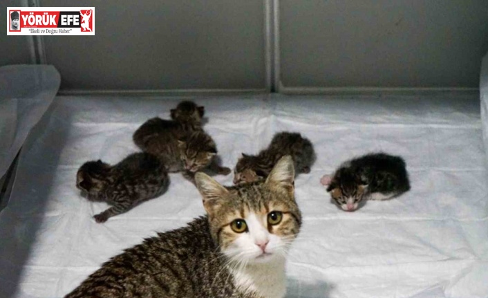 Akıllı kedi doğum için veterinere geldi