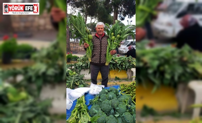 Aydın’da enginar sezonu açıldı, tezgahlar yeşile büründü