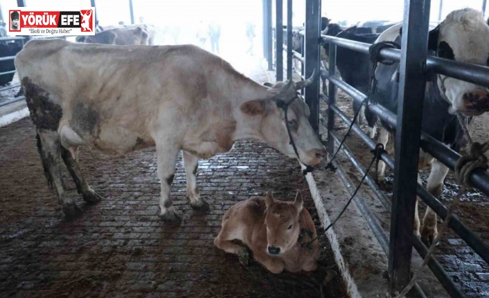 Aydın’da şap karantinası, hayvan pazarı kapatıldı