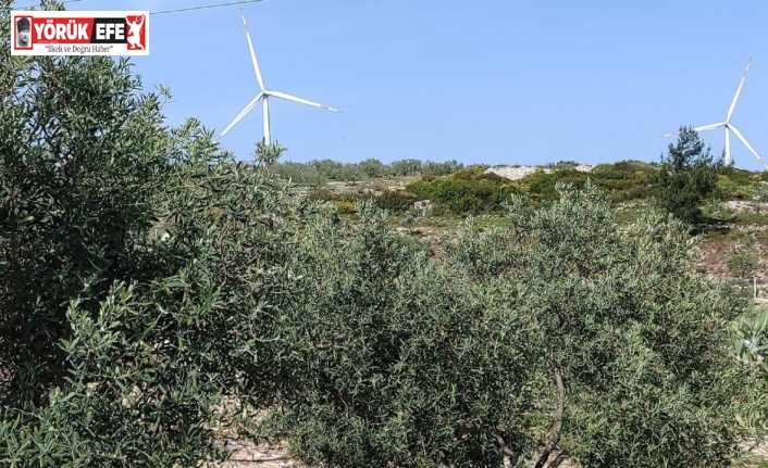 Aydın’da zeytin bahçeleri denetlendi
