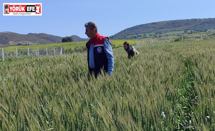 Didim’de tarımsal kontroller tamamlandı, tarlalarda hastalık ve zararlıya rastlanmadı