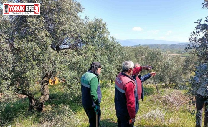 Karacasu Belediyesi’nden zeytin ağaçlarına bahar bakımı