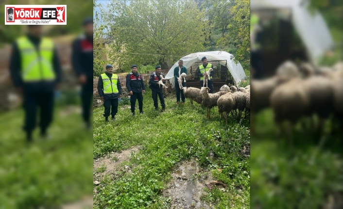 Kaybolan 13 koyun jandarma ekiplerince bulundu