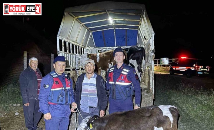 Kayıp hayvanları jandarma buldu