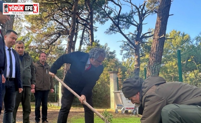 Kaymakam Keklik’ten sakız ağacı fidanlarına bahar bakımı