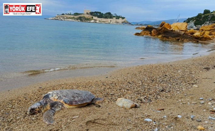 Kuşadası’nda deniz kaplumbağası kıyıya vurdu