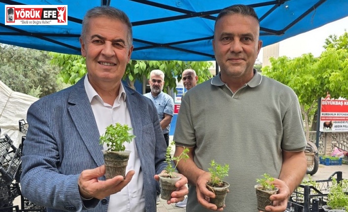 Doğal sivrisinek kovar fesleğenler yoğun ilgi gördü