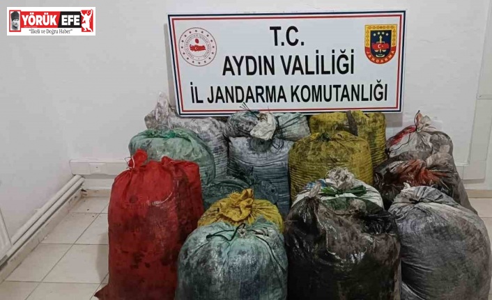 İzinsiz zeytin toplayan 11 şüpheli yakalandı