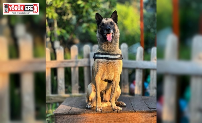 Kahraman köpek Bob öldü