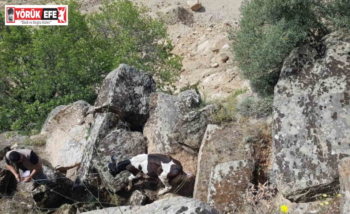 Kaybolan inekler, uçurumda bulundu