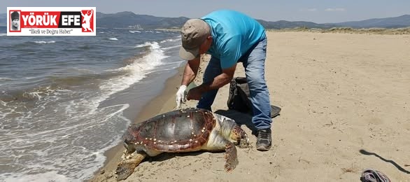 Kuşadası’nda deniz kaplumbağası kıyıya vurdu