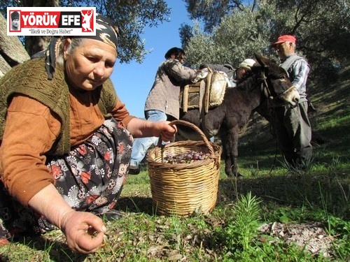 Sofralık zeytin ihracatı 128 milyon dolardan 162 milyon dolara yükseldi