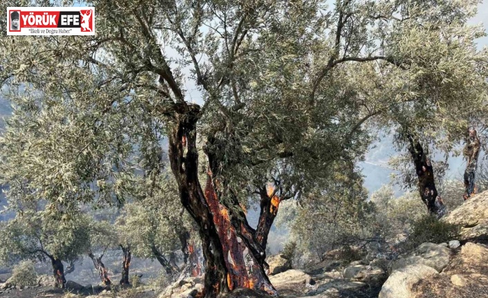 Aydın Efeler’de zirai alanda yangın, bazı evlerde hasar oluştu
