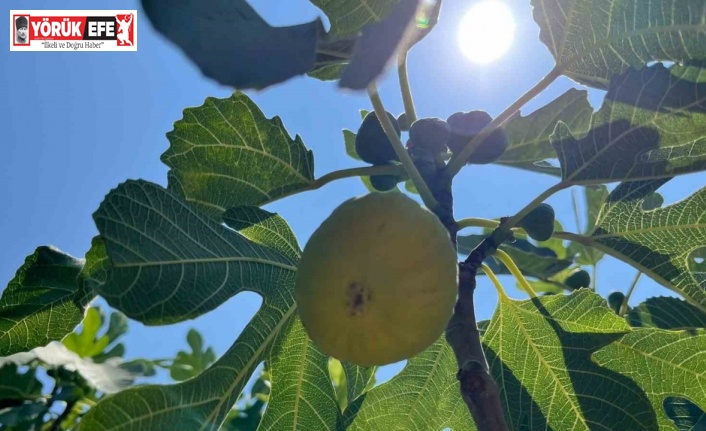 Aydın’da erkenci incirler çıktı