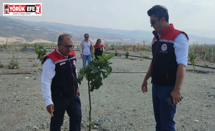 Aydın’da incir üretimine kalite katacak proje denetlendi